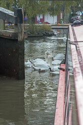 Stratford_Upon_Avon_Canal-195.jpg