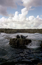 Farne_Islands_-005.jpg