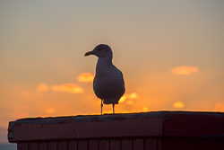 Blackpool,_Central_Pier-021.jpg