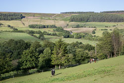 Rosedale-033.jpg